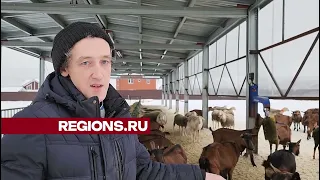 Фермерское хозяйство «Альпийские козы». РИАМО