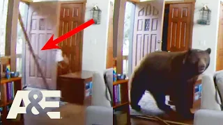 Watch This Bear SMASH THROUGH Deadbolt Lock | Nature Gone Wild | A&E #shorts