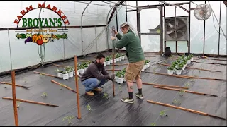 Planting And Staking Tomatoes In High Tunnel