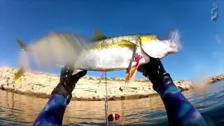 Spearfishing Yellowtail  & Snapper