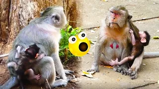 The one eyed mother monkey really hates the newborn monkey, it refuses to hug and breastfeed