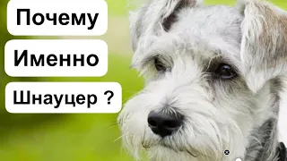 Почему шнауцер лучше других пород ?