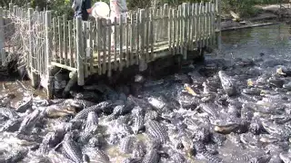 Кормление крокодилов. Feeding of alligators.