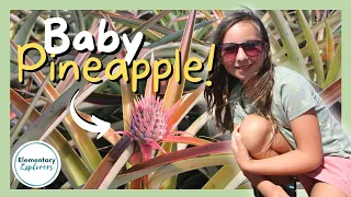 How Does a Pineapple Grow?? - Tour a Working Pineapple Farm - Maui Gold - Makawao, Hawaii