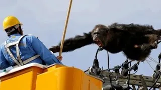 Chimp Wreaks Havoc By Scaling Powerlines After Escaping from Zoo