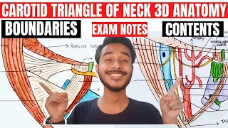 carotid triangle of neck anatomy | carotid triangle anatomy 3d | triangle of neck anatomy