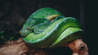 wild snake in 8k ( ultra HD ) 1440p60