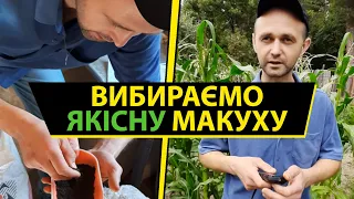 Вибираємо якісну макуху для годівлі свиней