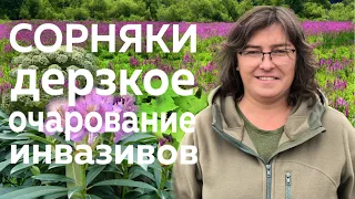 Сорняки. Дерзкое очарование инвазивов