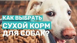 Как выбрать сухой корм для собак? ч.1 | На что обратить внимание?