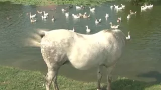 Unikum: Kassai Lajos Monty Roberts