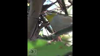 PRETTY LITTLE BIRD Silvereye SMASHES Hairy Caterpillar #shorts