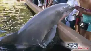 24543 rizne ABC Dolphin Steals Woman's iPad