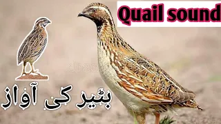 Latest Batair Ki awaz Quail sound 🐦 بٹیر کی آواز