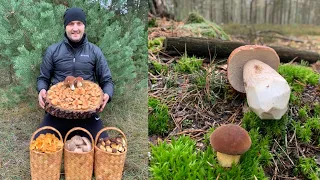 ГРИБЫ В НОЯБРЕ ?! Я ЕЩЁ ТАК НЕ СОБИРАЛ! БЕЛАРУСЬ!!! MUSHROOMS IN NOVEMBER? REALLY! BELARUS