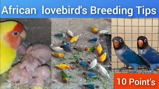 African Lovebirds Breeding Tips and Care | வளர்ப்பு  முறை