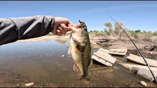 Relocating Isolated Bass in the Gila River