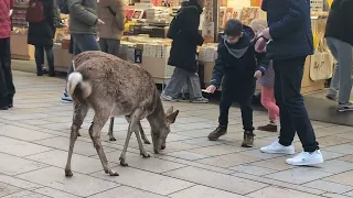 Nara Park Japan🦌🇯🇵4K