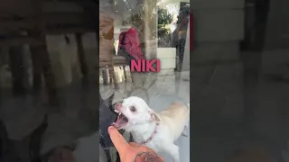 Niki my Chihuahua is jealous🤣🤣🤣