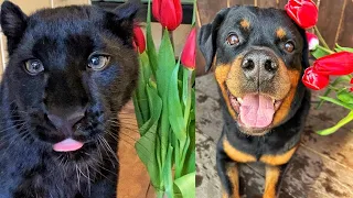 Congratulations to Luna the Panther and Rottweiler Venza on International Women's Day 🌷🐕🐆🥩