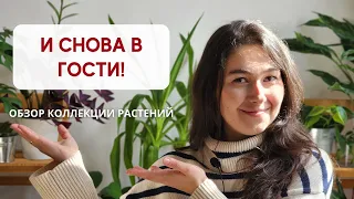 ОБЗОР коллекции РАСТЕНИЙ / И снова в гостях у ПОДПИСЧИЦЫ Елены
