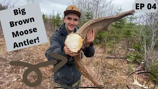 Big Brown Moose Shed -- Maine Shed Season 2021 --  Beyond the Boundaries EP 04