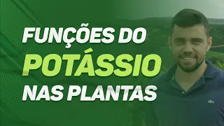 FUNÇÕES do POTÁSSIO nas PLANTAS