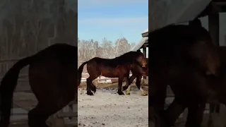 Stallion Meeting for the First Time ।  vídeos de cavalo