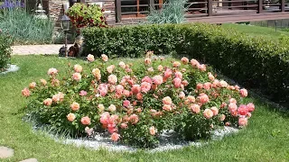 Шикарные клумбы с розами в вашем саду  Как сделать клумбу с розами