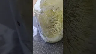 frozen life in jar