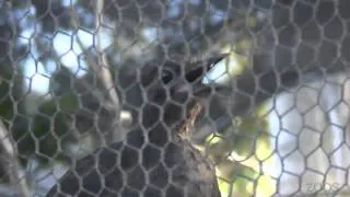 Lyrebird imitating construction work