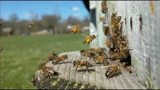 Bees and beehive. Slow motion