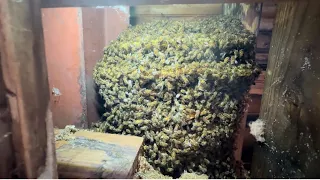 Uniting Hope: Rescuing Bees & Restoring Community