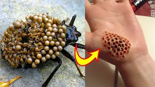 Top 10 Insectos Y Arácnidos Más Peligrosos Del Mundo