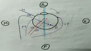 Eye Muscles- Attachment and Movement | TCML and ENMEDER