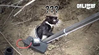 6일째 통 속에 갇혀있던 고양이.. 구조를 시도하자 생긴 놀라운 일ㅣSave A Baby Kitten Stuck In A 6-Inch Diameter Pipe