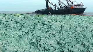 Big Net fishing, Trawler fishing in the Sea - Factory Processing on a frozen fishing boat #02