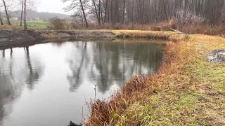 Помилки розведення осетра. Видра полює на велику рибу а засудили щуку