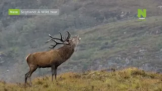 «Шотландия: дикий год» на Viasat Nature