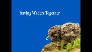 How the RSPB is working with farmers and others to save waders in the Clyde Valley