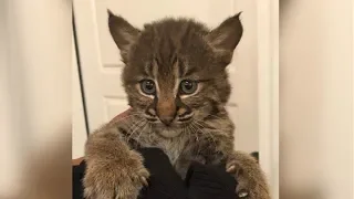 A woman rescued a kitten in Tennessee. But it wasn't a kitten