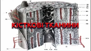 Лекція - Кісткові тканини