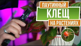 Нашли Паутинного Клеща на Комнатных Растениях ✔️ Как Избавиться от Вредителей Комнатных растений