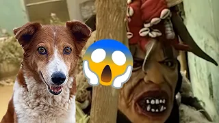 He is scared to replace the absent dog 🐕😱👹