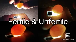 How to check fertile & unfertile egg|| egg candling || love bird egg candling #fertility #lovebirds