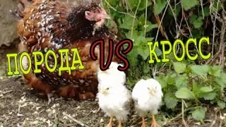 Порода или кросс? // Выбираем правильную курицу / Юлия Артуровна