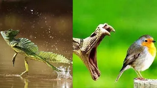 10 Unbelievable Animal Abilities