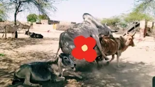 Powerfull kankrej bull with young cow in my village || Ox in happy mood in Thar desert 🏜️🏜️