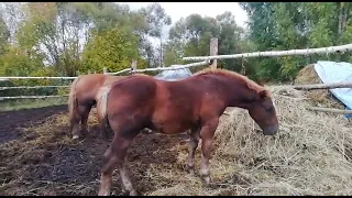 СОВЕТСКИЙ ТЯЖЕЛОВОЗ  РАЗМАХ,5 МЕСЯЦЕВ, ПРОДАЕТСЯ.