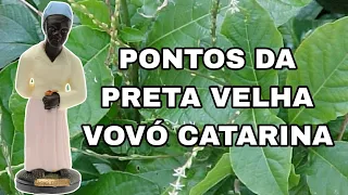 PONTOS DA PRETA VELHA VOVÓ CATARINA (COM LETRAS) || RICK DE OXUM